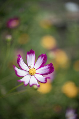 Cosmos - Debbie's Garden