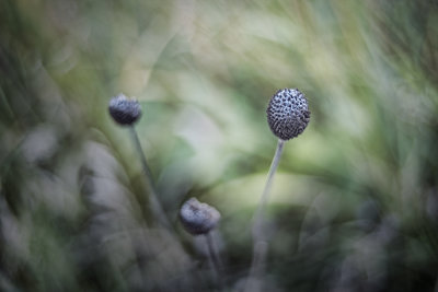 Yellow Coneflower Seed Head