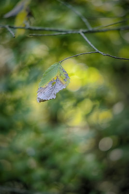 Fall Leaf