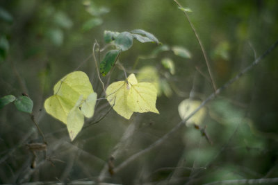 Leaves in Light