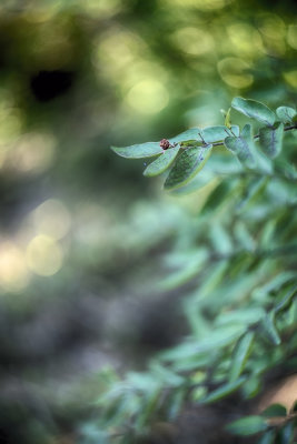 High Bush Cranberry