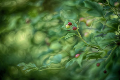 Highbush Cranberry