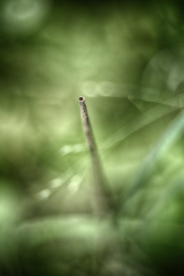 Broken Stem