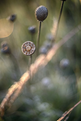   Yellow Coneflower Seed Head