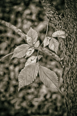 Hackberry
