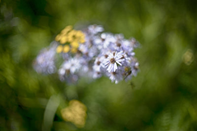 Aster