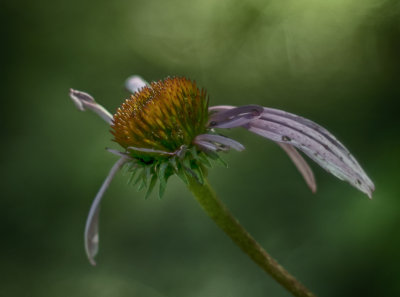 Purple Coneflower
