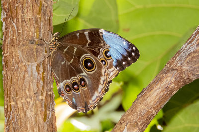 Butterfly on tree.