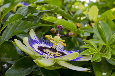 Passion Flower.  (passiflora)
