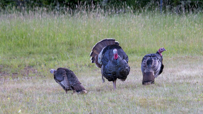 We came across these wild Turkeys in greater downtown Veneta, Oregon.
