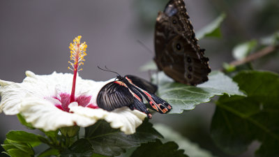 Two Butterfly's