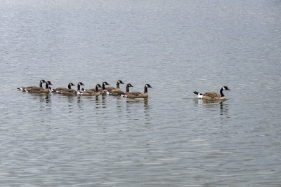 Mother Goose and her brood!