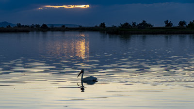 Pelican at sunset on the Bountiful Pond.