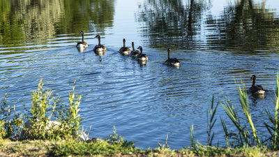 Mother Goose and her growing goslings.