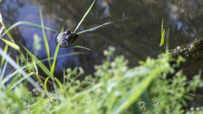 Bull Frog at Bountiful Pond