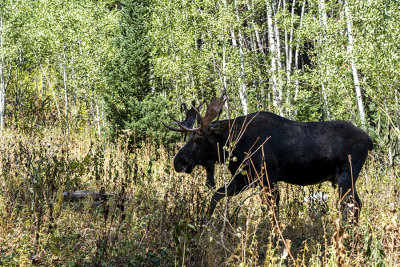 It's a Moose.