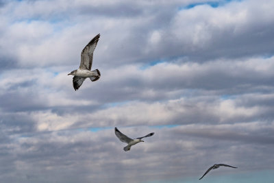 The State of Utah bird. The California Seagull.