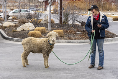 Mighty nice dog you got there lady8-)