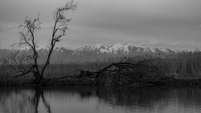 A gloomy day at the Pond.