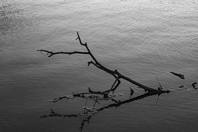 Black and white at the Pond.