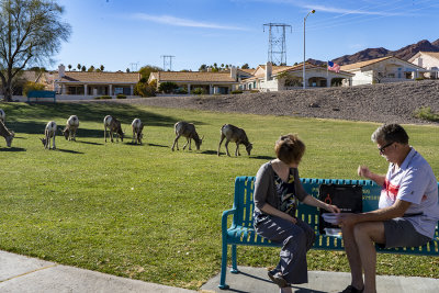 Big Horn Sheep Park