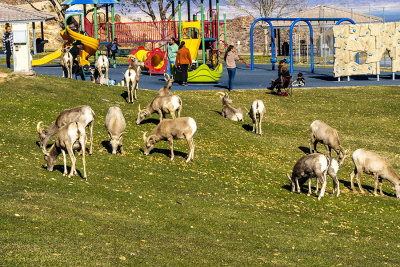 The herd of Big Horn Sheep.