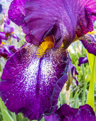 Close up of an Iris.