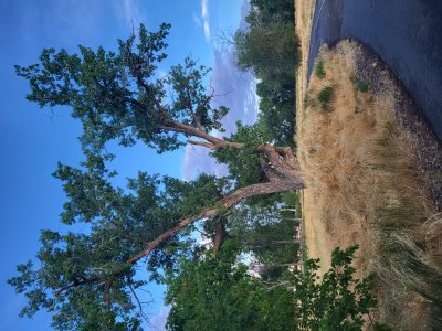 A gnarley old Oak tree on the trail