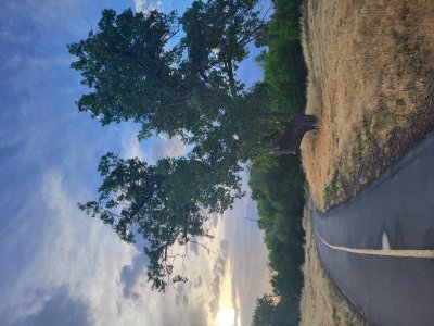 The Gnarly Old Oak