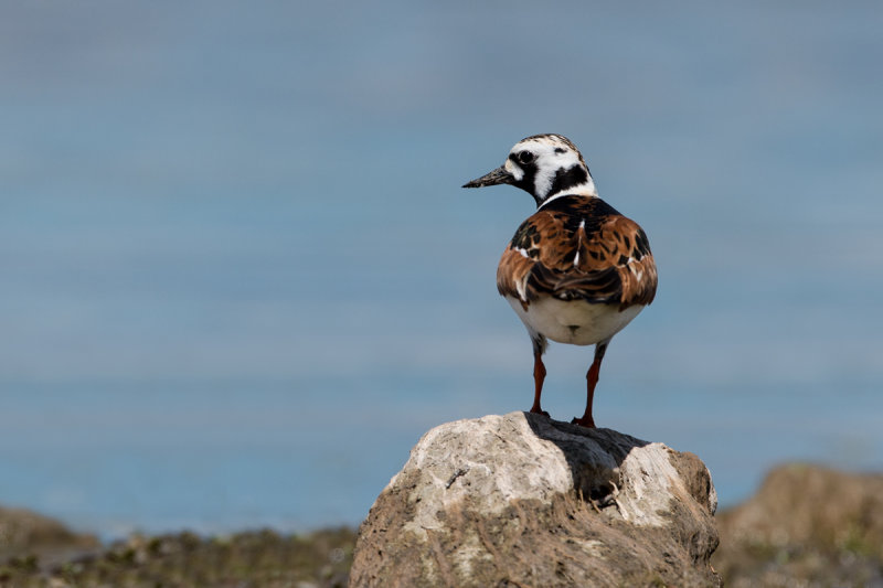 Tournepierre  collier -- Ruddy Turnstone