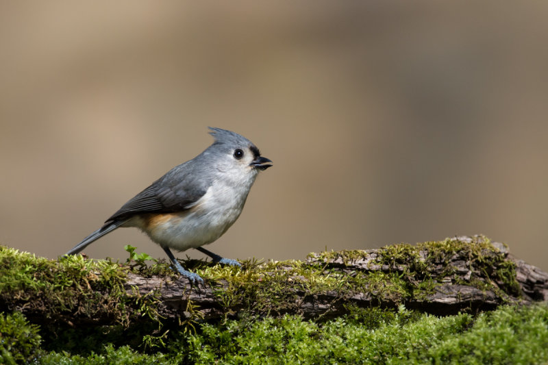 Msange Bicolore -- Tufted Titmouse