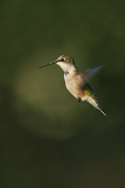 Colibri  gorge rubis -- Ruby-throated Hummingbird