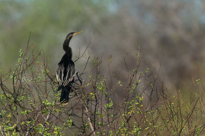 Anhinga d'Amérique -- Anhinga