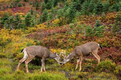 Cerf  queue blanche de Colombie -- Columbian white-tailed deer ( Etat de Washington -- Washington State, USA) 