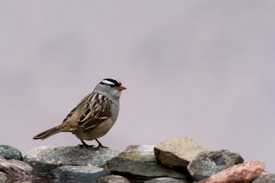 Bruant  couronne blanche -- White-crowned Sparrow