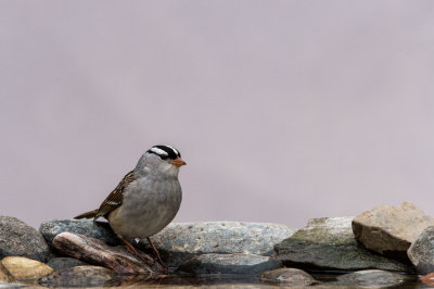 Bruant  couronne blanche -- White-crowned Sparrow
