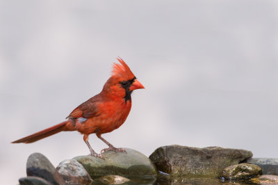 Cardinal rouge, mâle -- Northern Cardinal, male