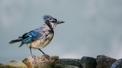 Geai bleu -- Blue Jay