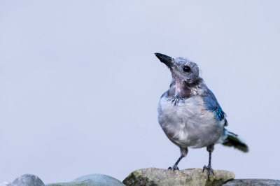 Geai bleu, juvénile -- Blue Jay, juvenile