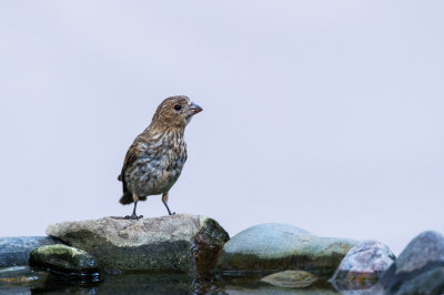 Roselin familier, femelle -- House Finch, female