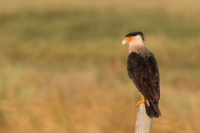 Caracara du Nord -- Crested Caracara