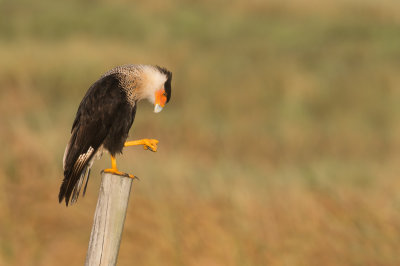 Caracara du Nord -- Crested Caracara