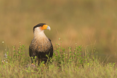 Caracara du Nord -- Crested Caracara