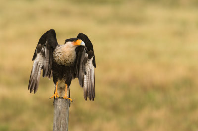 Caracara du Nord -- Crested Caracara
