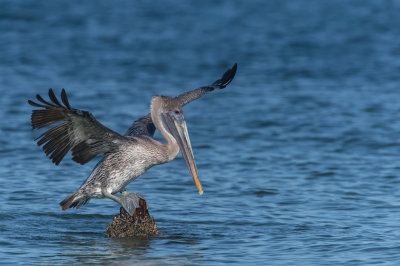 Pélican brun -- Brown pelican