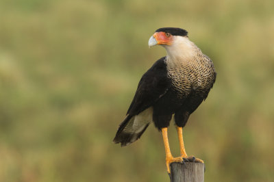 Caracara du Nord -- Crested Caracara