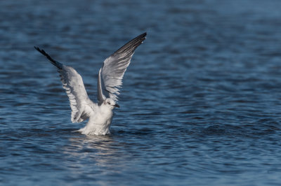 Mouette atricille -- Laughing Gull