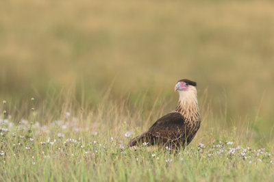 Caracara du Nord -- Crested Caracara