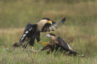 Caracara du Nord -- Crested Caracara