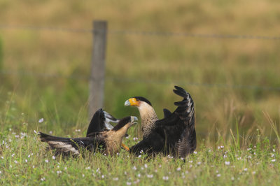 Caracara du Nord -- Crested Caracara